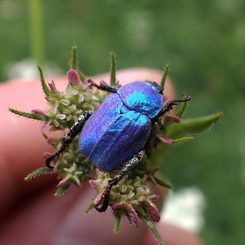 Réf. 345 350 : Hoplia coerulea